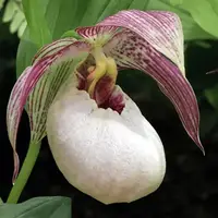 Cypripedium Tilman (tibeticum x fasciolatum)