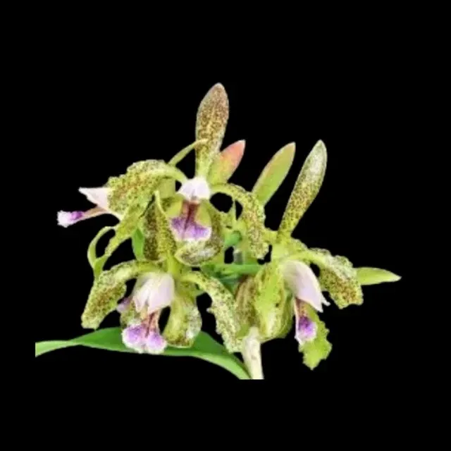 Cattleya schofieldiana x 'Green Goddess'