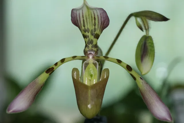 Paphiopedilum haynaldianum