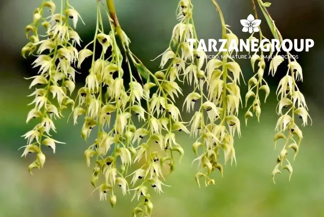Dendrobium strongylanthum (Dendrobium)
