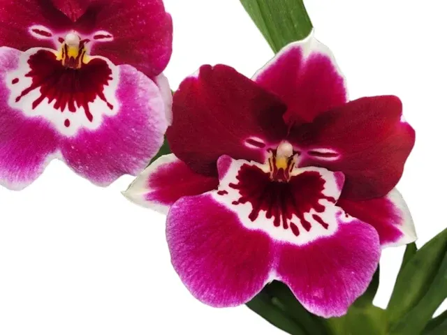 Miltoniopsis Lagrimas De Sol (Miltoniopsis)