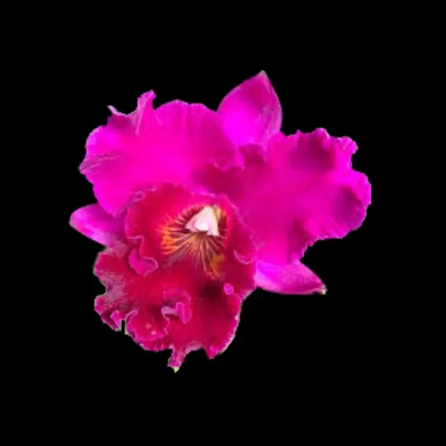Brassolaeliocattleya Chialin Ruby 'Red Dragon' (Brassolaeliocattleya)