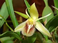 Coelogyne fimbriata - FRAGRANT