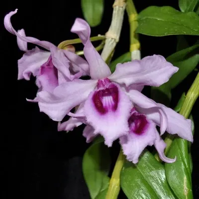 Dendrobium anosmum 'Honohono'