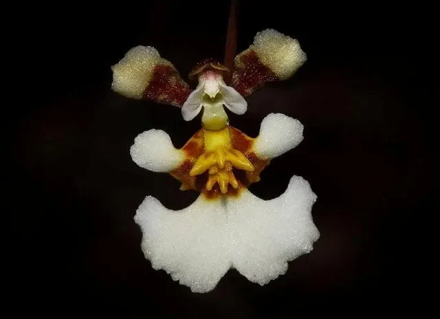 Oncidium Alliance - Tolumnia Bahamensis