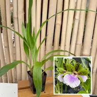 Zygoneria Adelaide Meadows (4" Pot) - Not Blooming