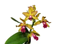 Rhyncholaeliocattleya Ivan Portilla