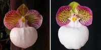 Paphiopedilum micranthum var. eburneum