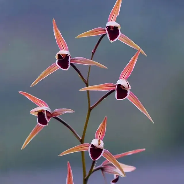 Cymbidium kanran 'Hong-Ping-Guo' (Cymbidium)