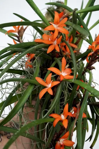 Ceratostylis rubra 'Orchid Dynasty'