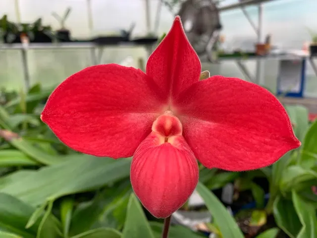 Phragmipedium Fritz Schomburg 3N (Phragmipedium)