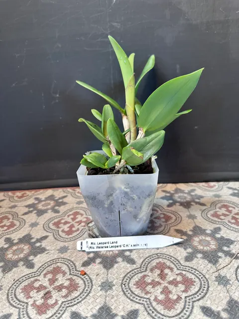 Rhyncholaeliocattleya Leopard Land (Rhyncholaeliocattleya)