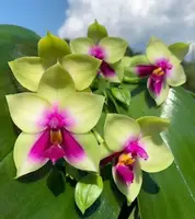 Phalaenopsis Bellina (BELLA) (Highly fragrant)