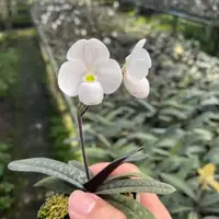 Paphiopedilum thaianum (V) — 3" Pot / Single Growth / Single Spike/Bloom