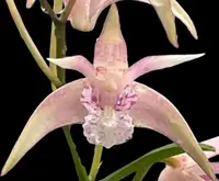 Dendrobium Ellen (Den. kingianum × tetragonum) (3.5” pot)