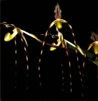 Paphiopedilum Wossner Spiderman (kolopakingii var topperi x Michael Koopowitz) – 12/008