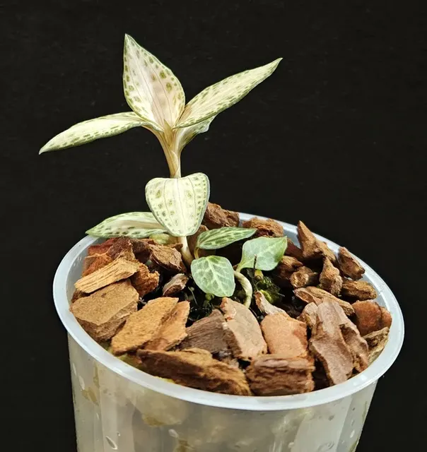 Goodyera schlechtendaliana 'Nishikiran'