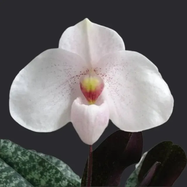 Paphiopedilum Monique