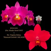 Cattleya Orchid Hybrid SVO11351 (Pot. Hisako Jewel 'SVO' x Slc. Virginia Dickey 'Diamond Orchids' AM/AOS)