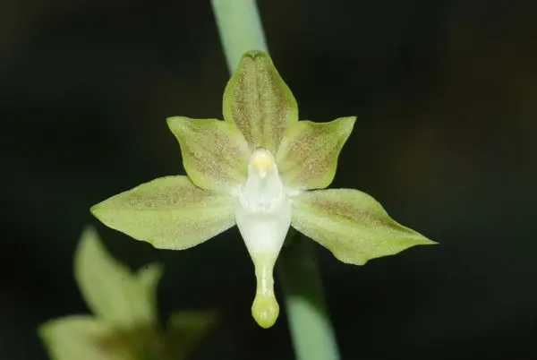 Eulophia gracilis