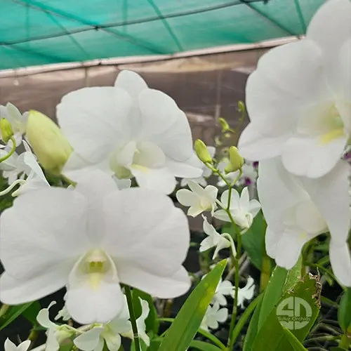 Dendrobium Snowy White x Burana White