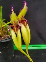 Bulbophyllum fascinator
