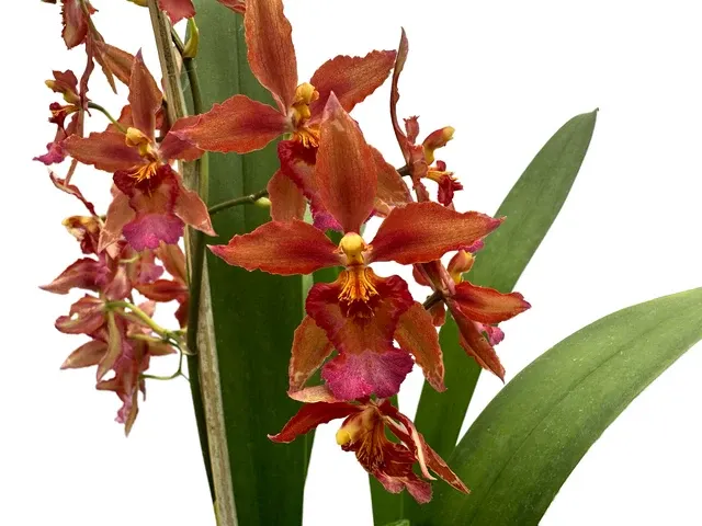 Oncidium Space Mine (Oncidium)