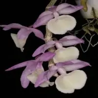 Dendrobium primulinium sp.