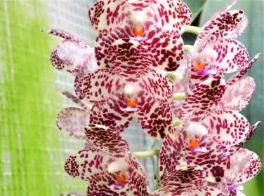 Phalaenopsis gigantea (Phalaenopsis)