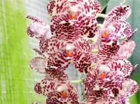 Phal. gigantea (PS-G) (Polychilos - Amboinenses - gigantea ) SS