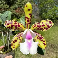 Cattleya YNS Green Leopard 'Caterpillar'