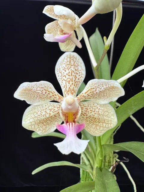 Vanda Kruger Dancer (Vanda)