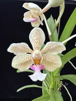Vanda Kruger Dancer