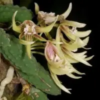 Dockrillia cucumerina sp.