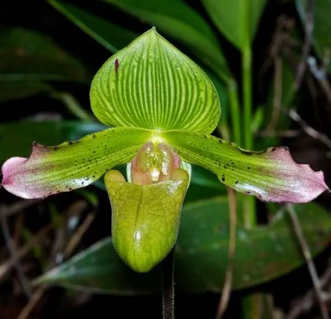 Paphiopedilum javanicum (Paphiopedilum)