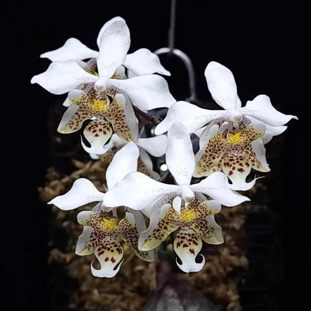 Phalaenopsis stuartiana 'Twist'