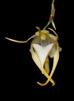 A fragrant species orchid /Aeranthes grandiflora