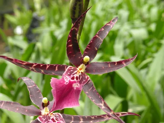 Degarmoara Memoria Jay Yamada 'Kauai'