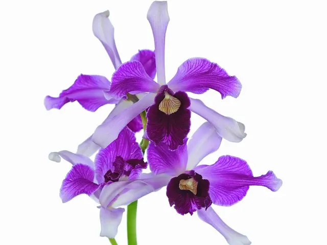 Cattleya purpurata var atropurpurea