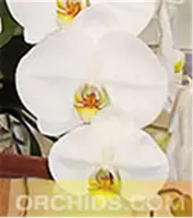 Phal. Sogo Yukidian 'Japan' (Yukimai x Taisuco Kochdian)