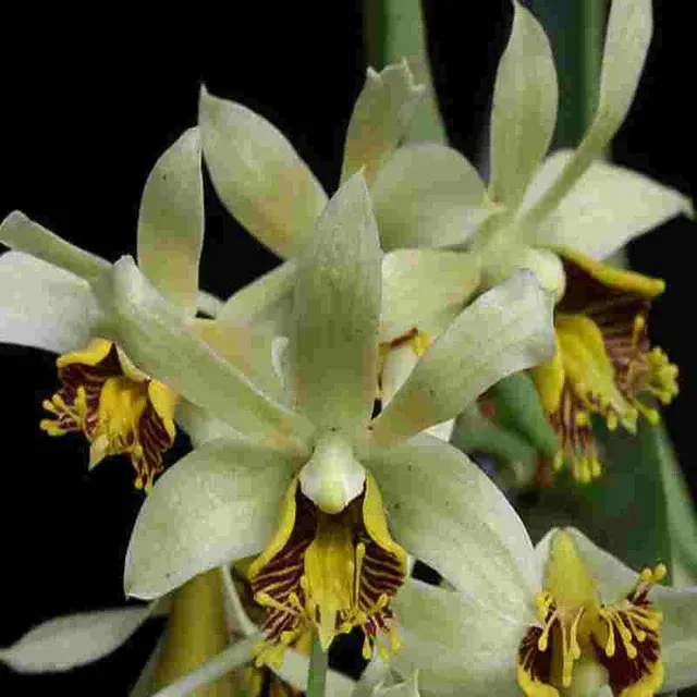 Dendrobium venustum sp (Dendrobium)