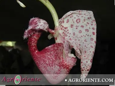 Coryanthes seegeri (Coryanthes)