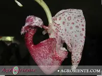 Crths. seegeri (CORS) ( - - Coryanthes ) Crths.=Coryanthes