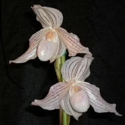 Paphiopedilum Wossner Koloniv (Paphiopedilum)