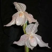 Paph. Wossner Koloniv ( kolopakingii X niveum)