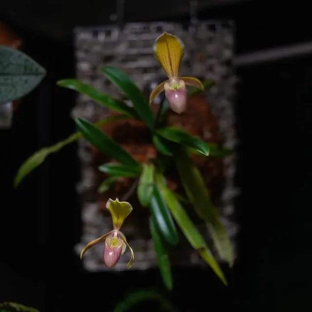 Paphiopedilum helena (Paphiopedilum)