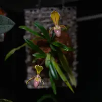 Paphiopedilum helenae