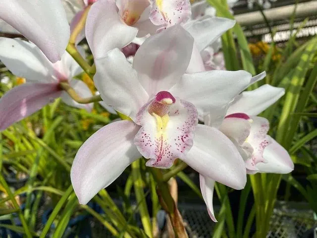 Cymbidium 'White Surprise' (Cymbidium)