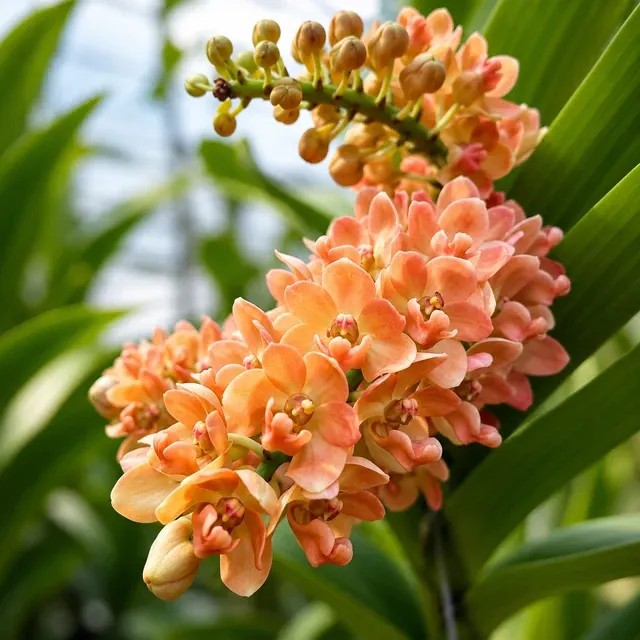 Rhynchostylis gigantea 'Orange' (Rhynchostylis)
