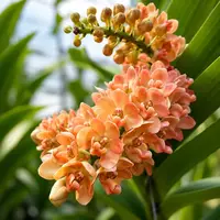 Rhynchostylis gigantea 'Orange' - flori parfumate
